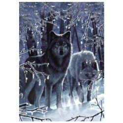 Carte + enveloppe  - Loups en forêt
